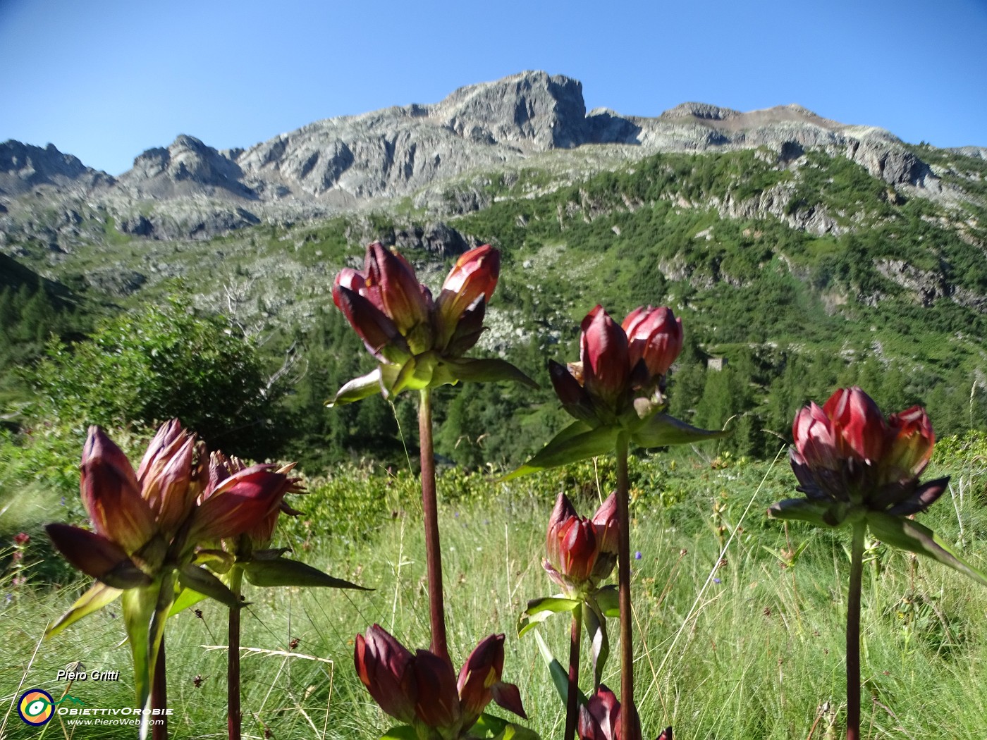 09 Gentiana purpurea (Genziana purpurea) con vista in Cabianca.JPG